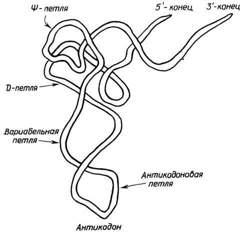 Рис. II.126. Третичная структура тРНК