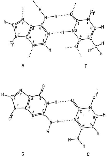 Рис. II.127. Образование водородных связей при взаимодействии азотистых оснований по обратной схеме Уотсона-Крика