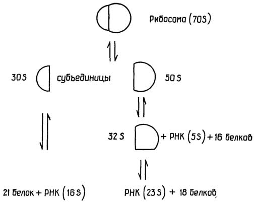 Рис. II.133. Схема диссоциации бактериальной рибосомы