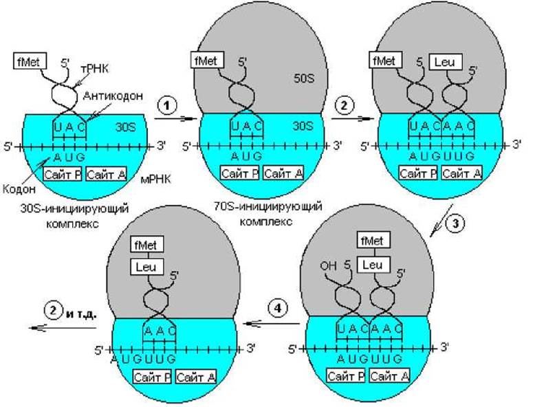 Взаимодействие между кодоном и антикодоном