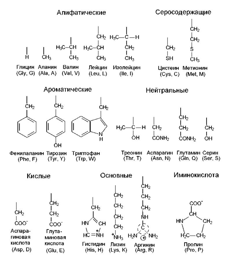 Валин глицин лейцин. Диаминовые аминокислоты. Структурные формулы серосодержащих аминокислот. Аминокислоты линейные формулы. 21 Протеиногенная α-аминокислота.