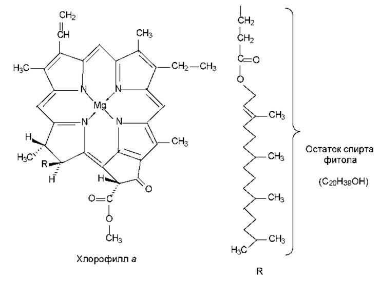 Синтез хлорофилла