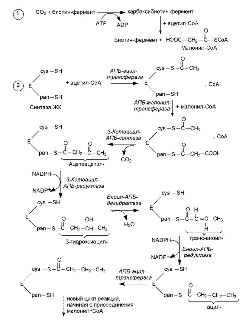 Биосинтез жирных кислот схема