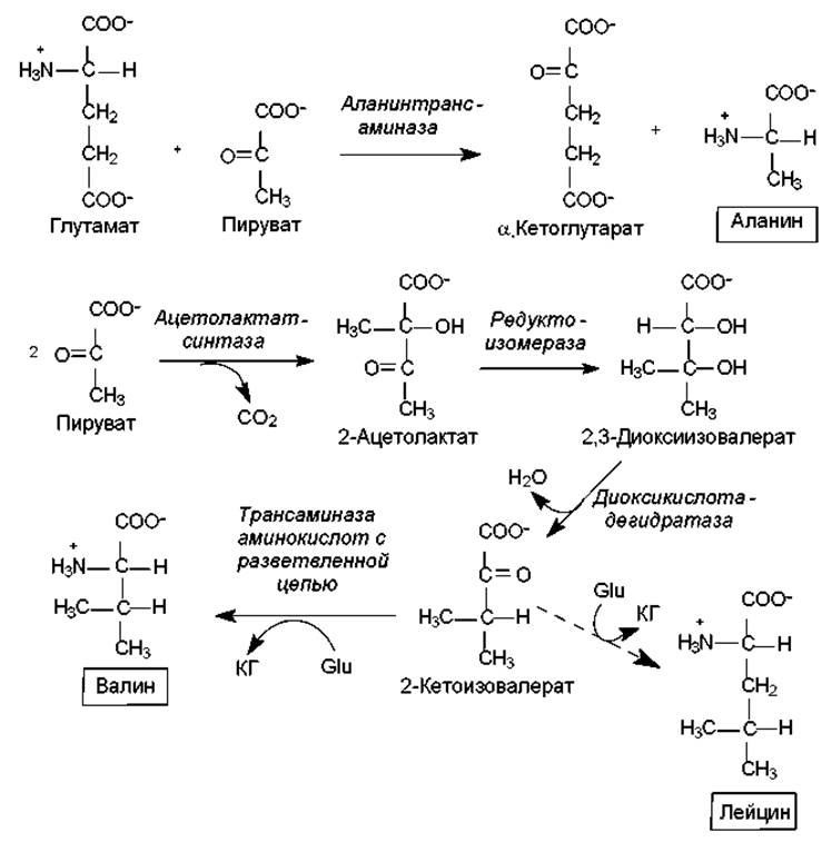 Аланин валин лейцин. Синтез Серина из 3-фосфоглицерата. Биосинтез аланина. Метаболиты аминокислот. Метаболизм аминокислот.