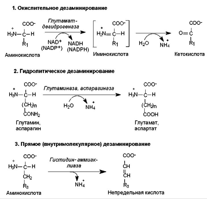Ферменты дезаминирования. Непрямое окислительное дезаминирование аминокислот схема. Реакция окислительного дезаминирования глутаминовой кислоты. Дезаминирование глутаминовой кислоты in vivo. Механизм окислительного дезаминирования аминокислот.