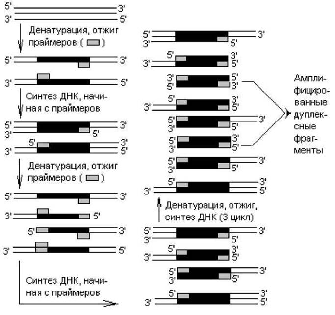 Схема превращений э э2о эон соответствует генетическому ряду