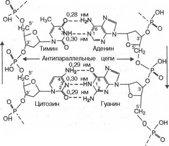 Цепи днк антипараллельны. Аденин Тимин биохимия структура. Антипараллельные цепи. Аденин цитозин вторичная структура.