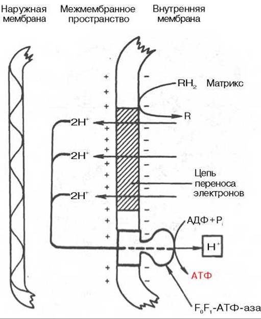 Хемиосмотическая теория митчелла схема