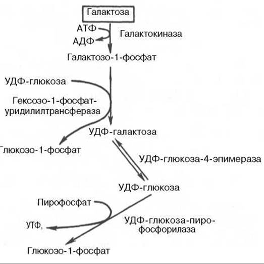 Схема метаболизма галактозы