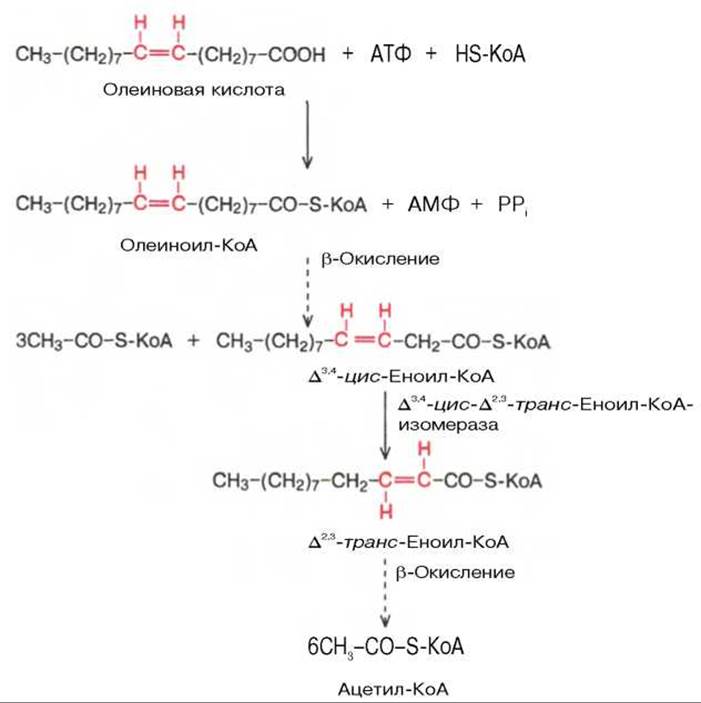 Бета окисление масляной кислоты схема и описание