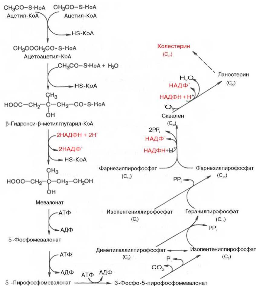 Ацетил коа пути. Синтез холестерина схема. Биосинтез холестерола схема. Синтез и распад холестерина биохимия. Схема этапы биосинтеза холестерола.