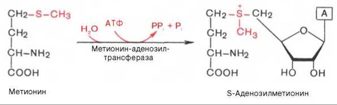 Метанин. Метионин биохимия. Реакция образования активной формы метионина. Превращение метионина в гомоцистеин через s-аденозилметионин. Метионин в s-аденозилметионин.