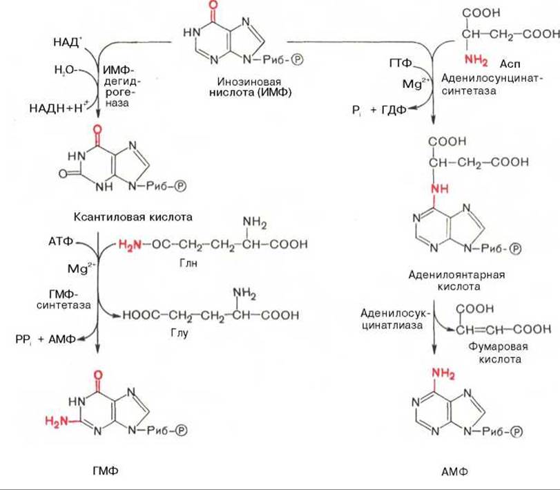 Синтез пуринов схема
