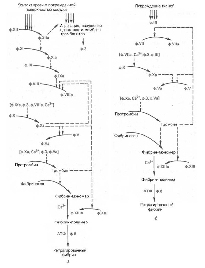 Каскад свертывания крови схема