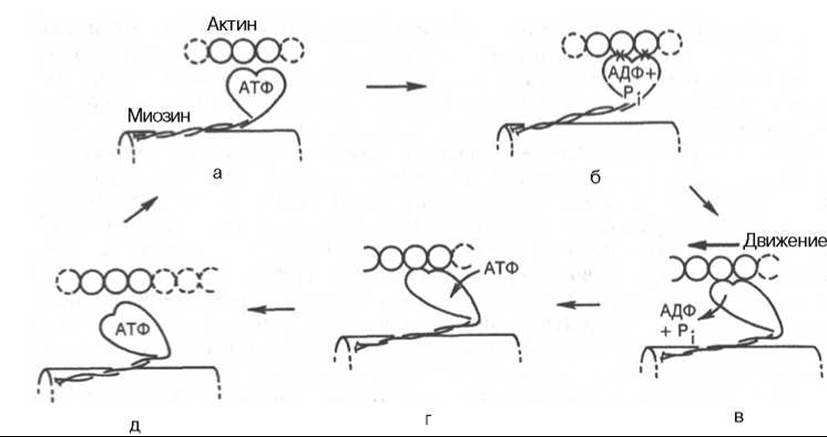 Биохимия мышечного сокращения схема