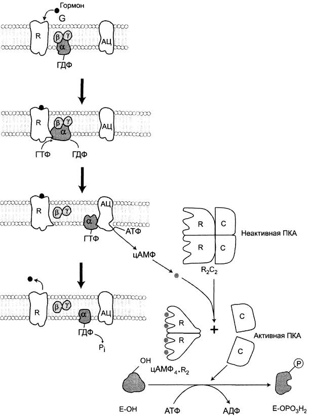 Аденилатциклазная система схема