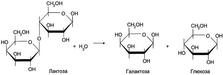 Схема синтеза лактозы