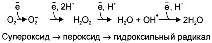 Схема образования активных форм кислорода