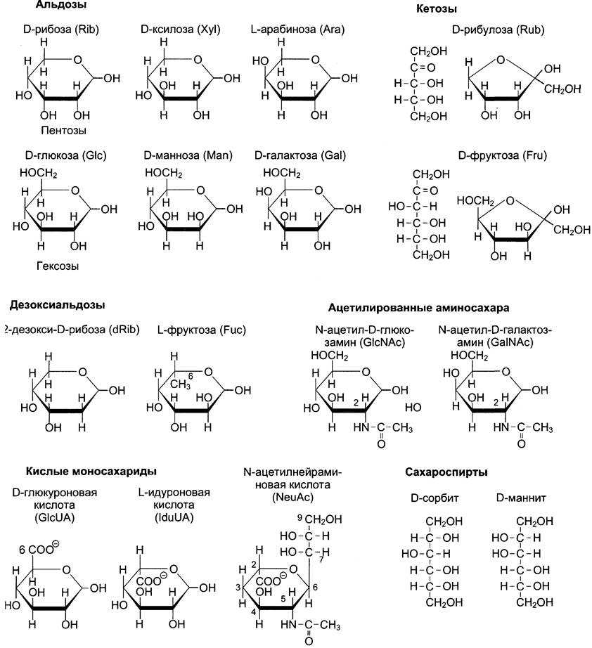 Углеводы схема строения
