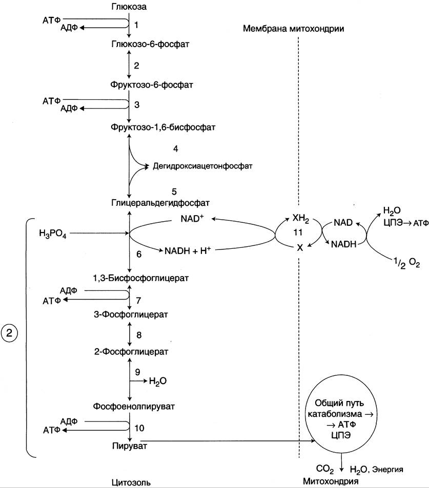 Аэробный распад глюкозы схема