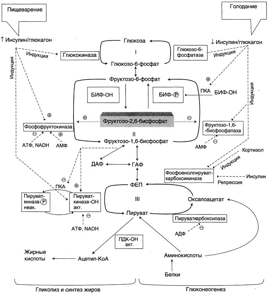 Схема регуляции гликолиза и глюконеогенеза