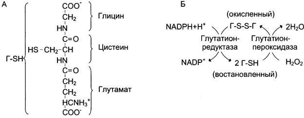 Схема метаболизма эритроцитов показав пути использования глюкозы