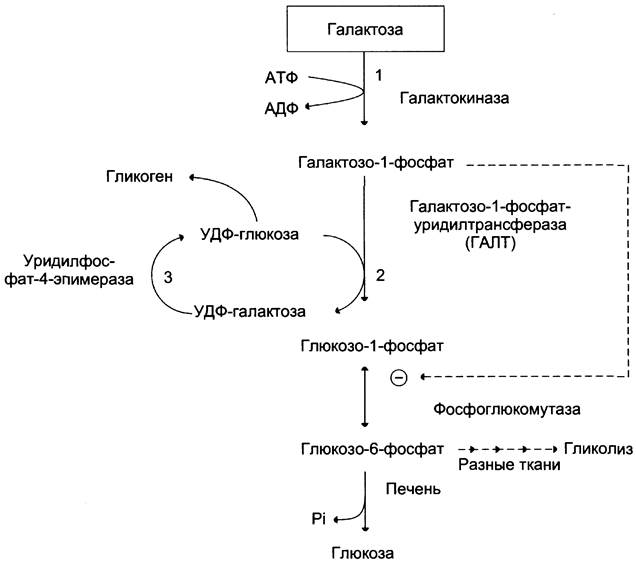 Обмен галактозы схема