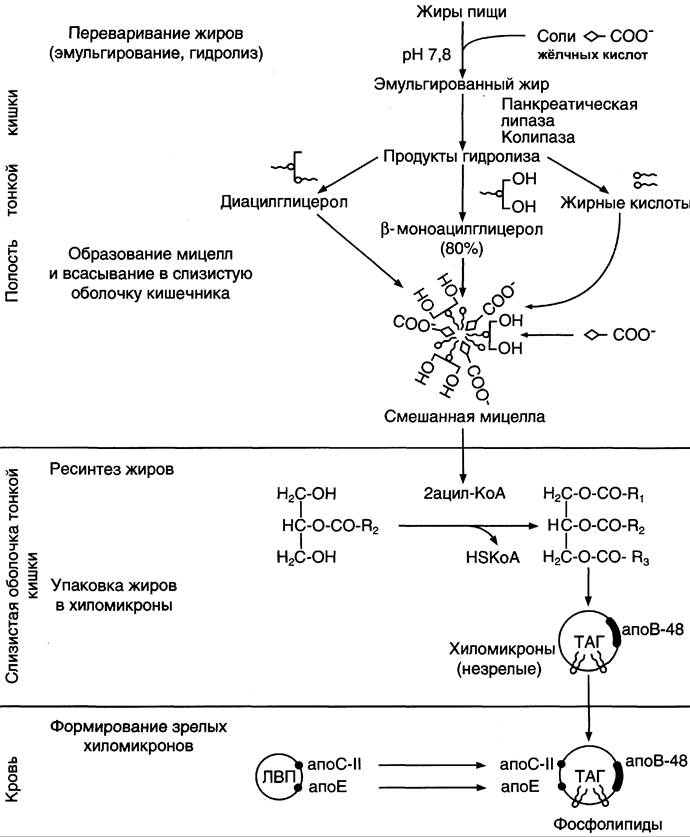Гидролиз жира схема