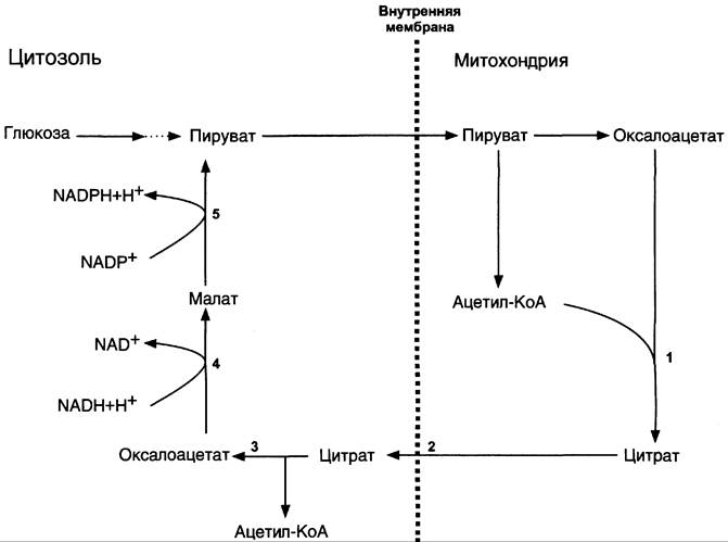 Схемы челночных механизмов биохимия