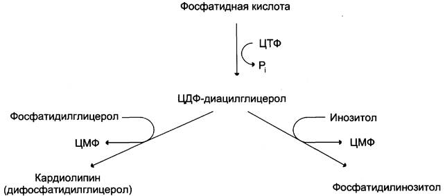 Схема образования 5 цмф