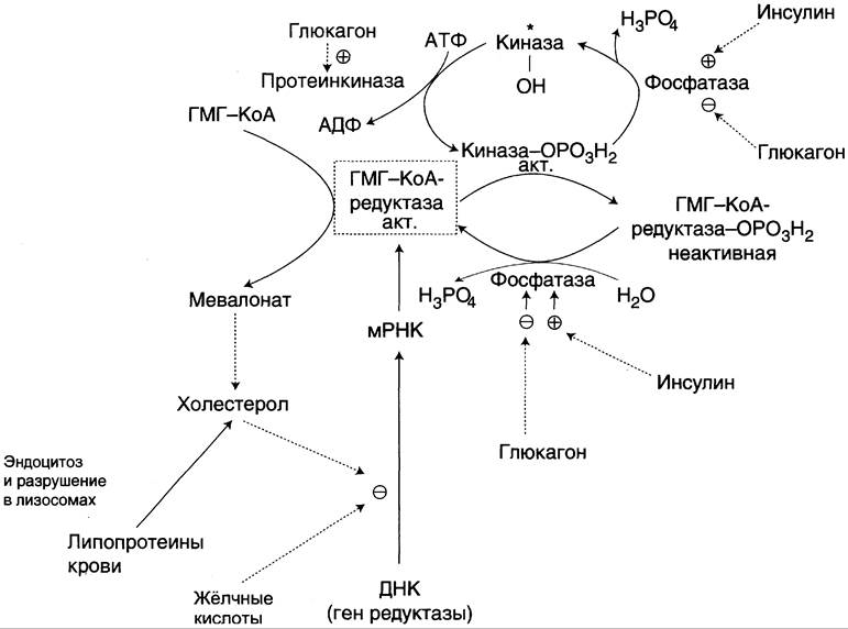 Синтез холестерина биохимия схема