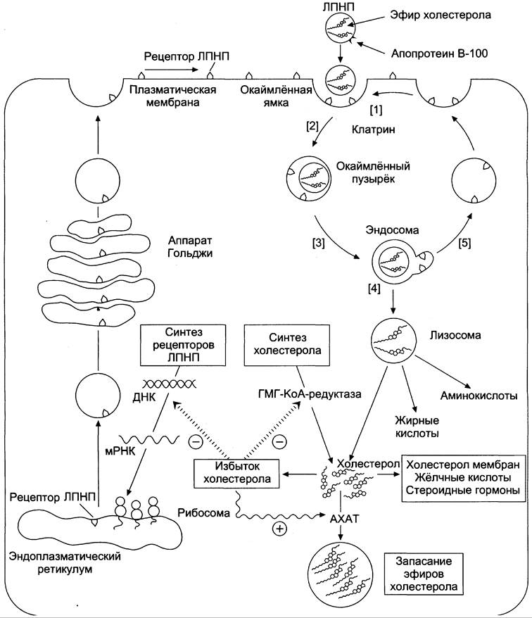 Синтез холестерина биохимия схема