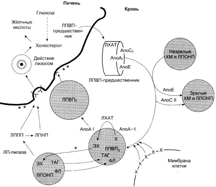 Схема обмена липопротеинов
