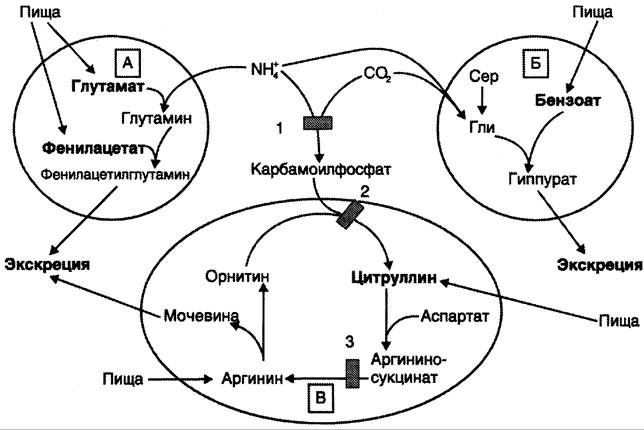 Схема транспорта аммиака из нервной ткани в печень