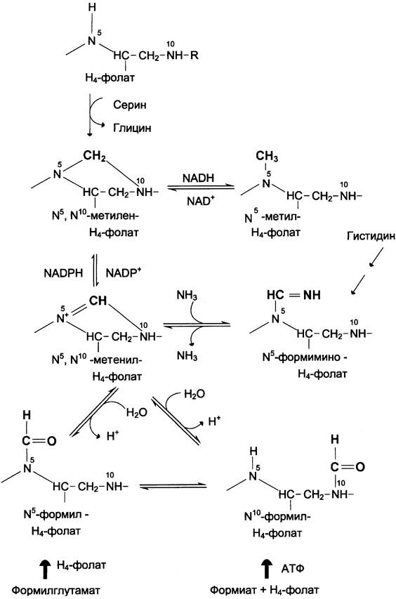 Схема обмена гистидина в разных тканях