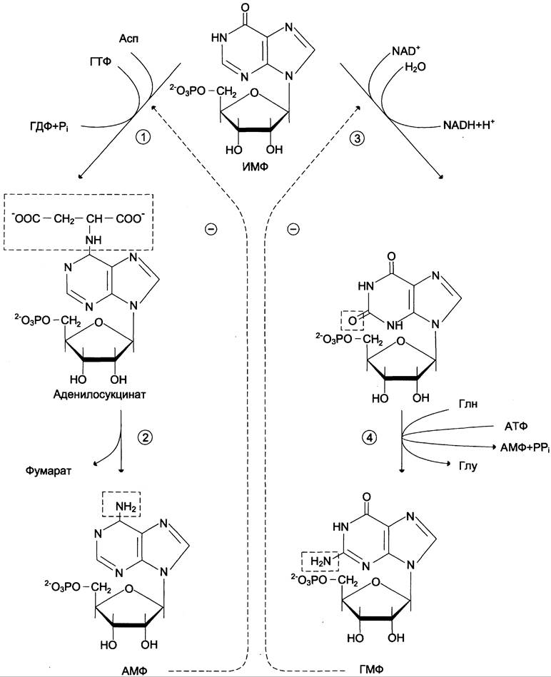 Общая схема синтеза и распада пуриновых нуклеотидов