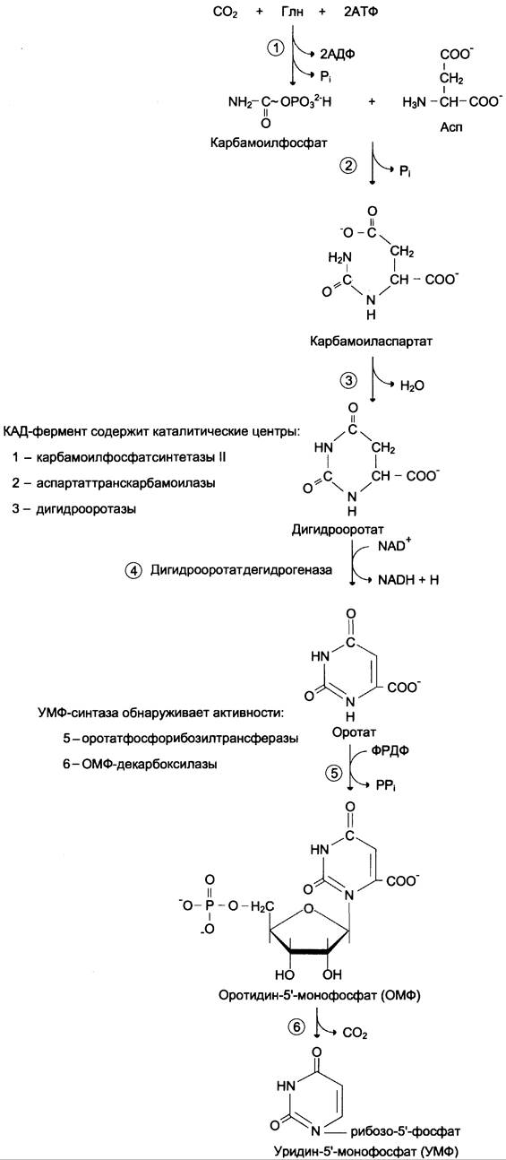 Общая схема синтеза и распада пиримидиновых нуклеотидов