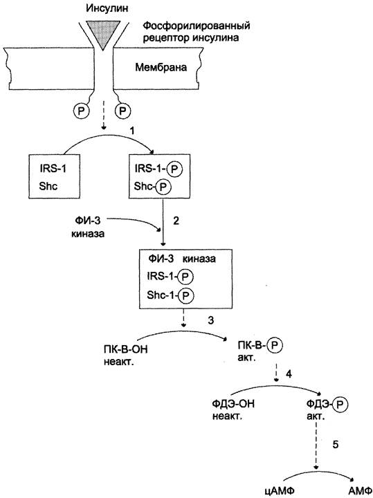 Схема действия инсулина. Активация фосфоинозитол 3 киназы. Сигнальные пути инсулинового рецептора. Схема рецептора инсулина. Активация инсулином сигнального пути ras.