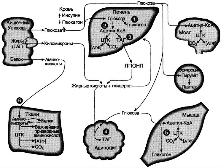 Схема регуляции глюкозы в крови