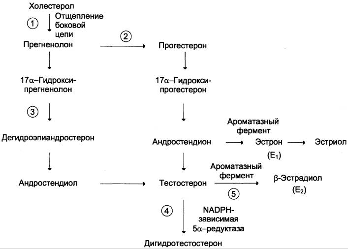 Схема работы гормонов