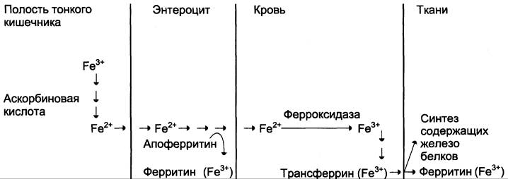 Схема усвоения и транспорта железа в организме биохимия