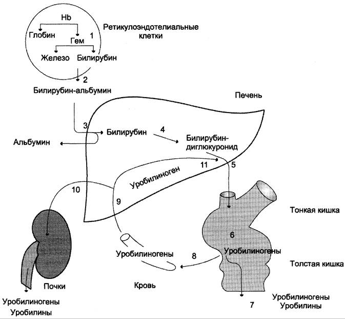 Катаболизм гема схема