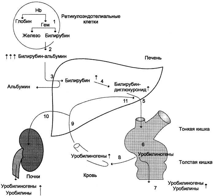 Схема образования билирубина биохимия