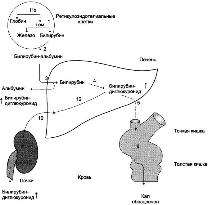 Схему образования желчных пигментов