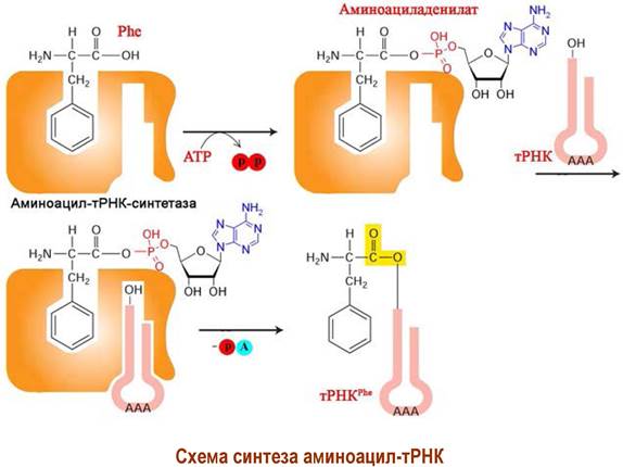Схема образования аминоацил трнк