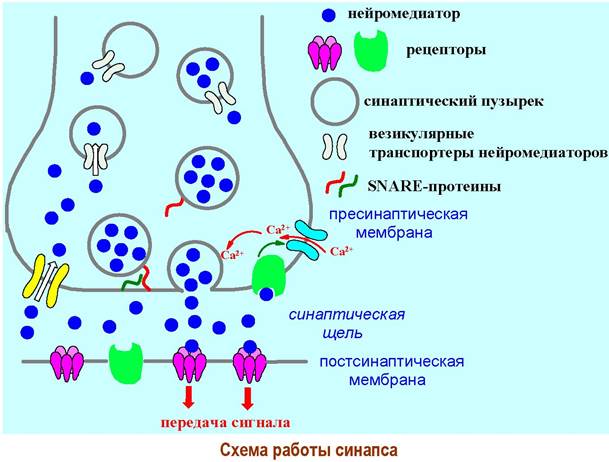 Каким номером на рисунке обозначен органоид который в нервной ткани отвечает за секрецию нейромедиа