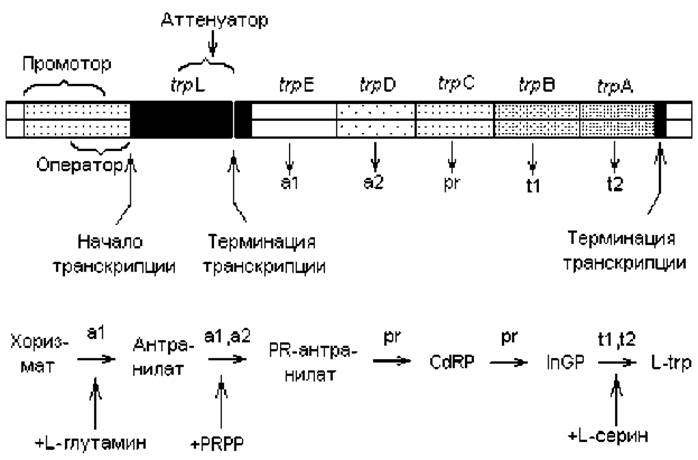 Регуляция на уровне транскрипции. Схема регуляции лактозного оперона. Триптофановый оперон регуляция. Молекулярные основы транскрипции. 2. Триптофановый оперон.