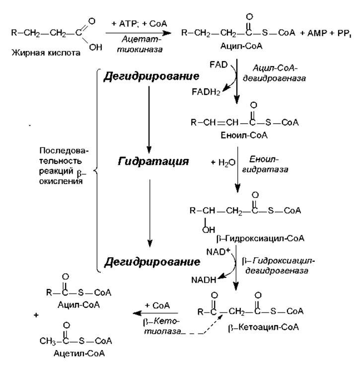 Нарушение окисления жирных кислот