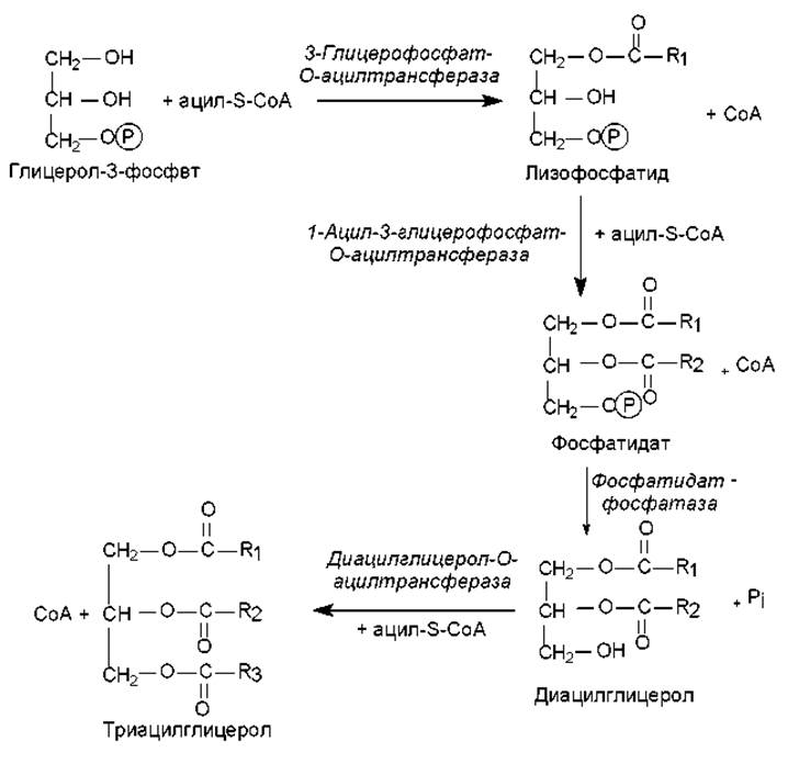 Схему синтеза триглицеридов и фосфатидов