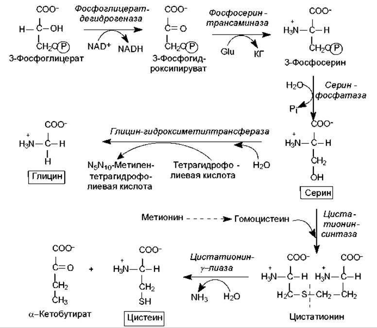 Метионин глицин серин